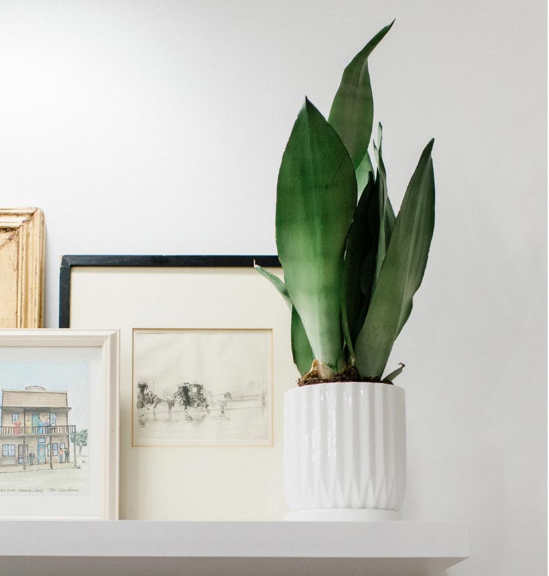 Photo of a plant and several pieces of art sitting on a shelf
